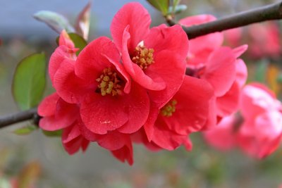 Chaenomeles japonica - kdoulovec japonský - detail květů
